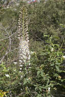 Image of Foxtail lily