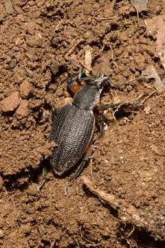 Image of Otiorhynchus (Otiorhynchus) cardiniger (Host 1789)