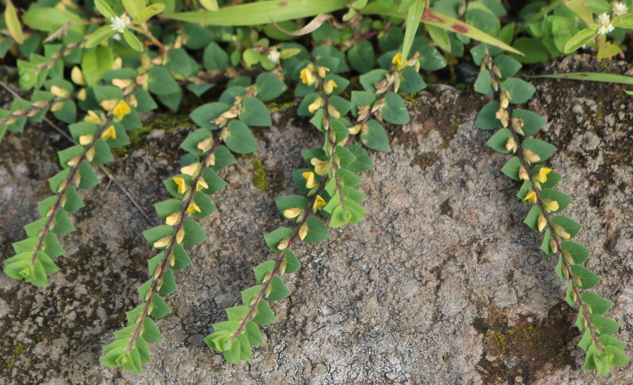 Image of Crotalaria hebecarpa (DC.) Rudd