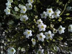 Image of Arenaria montana subsp. montana