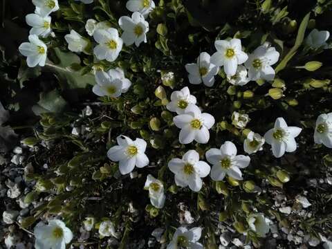 Image de Arenaria montana subsp. montana