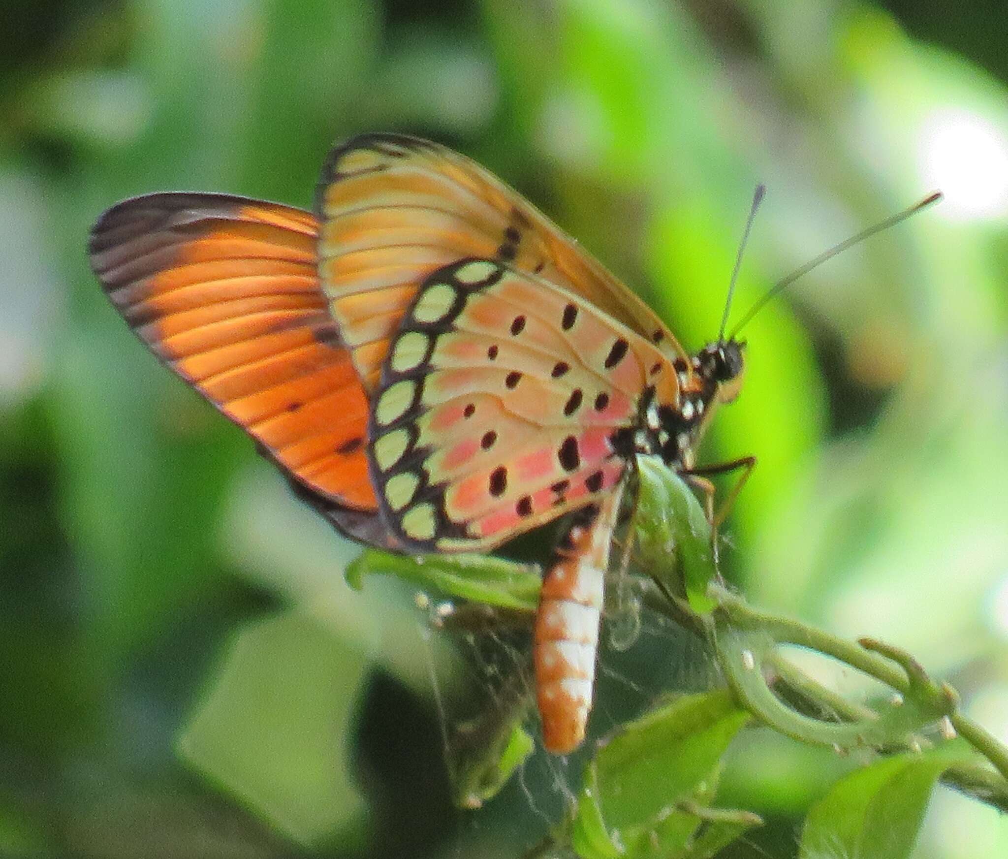 Image de Acraea natalica Boisduval 1847