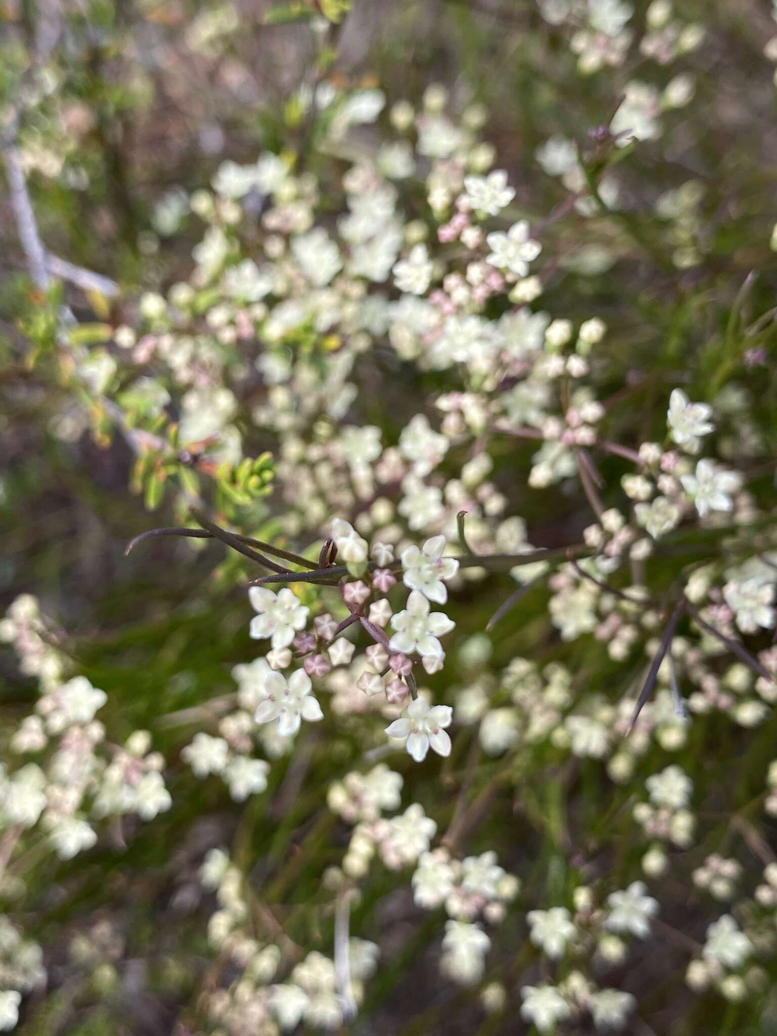 Image of Platysace heterophylla (Benth.) Norman