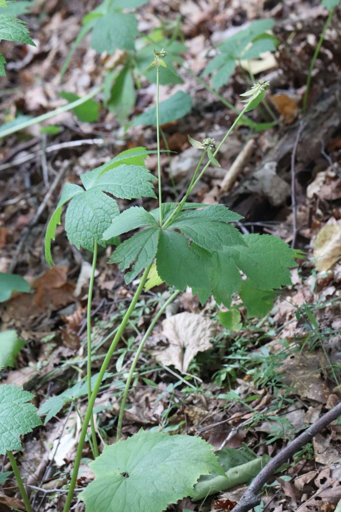 Image of Sanicula rubriflora F. Schmidt