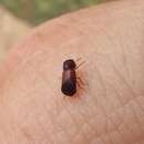 Image of False powder-post beetle