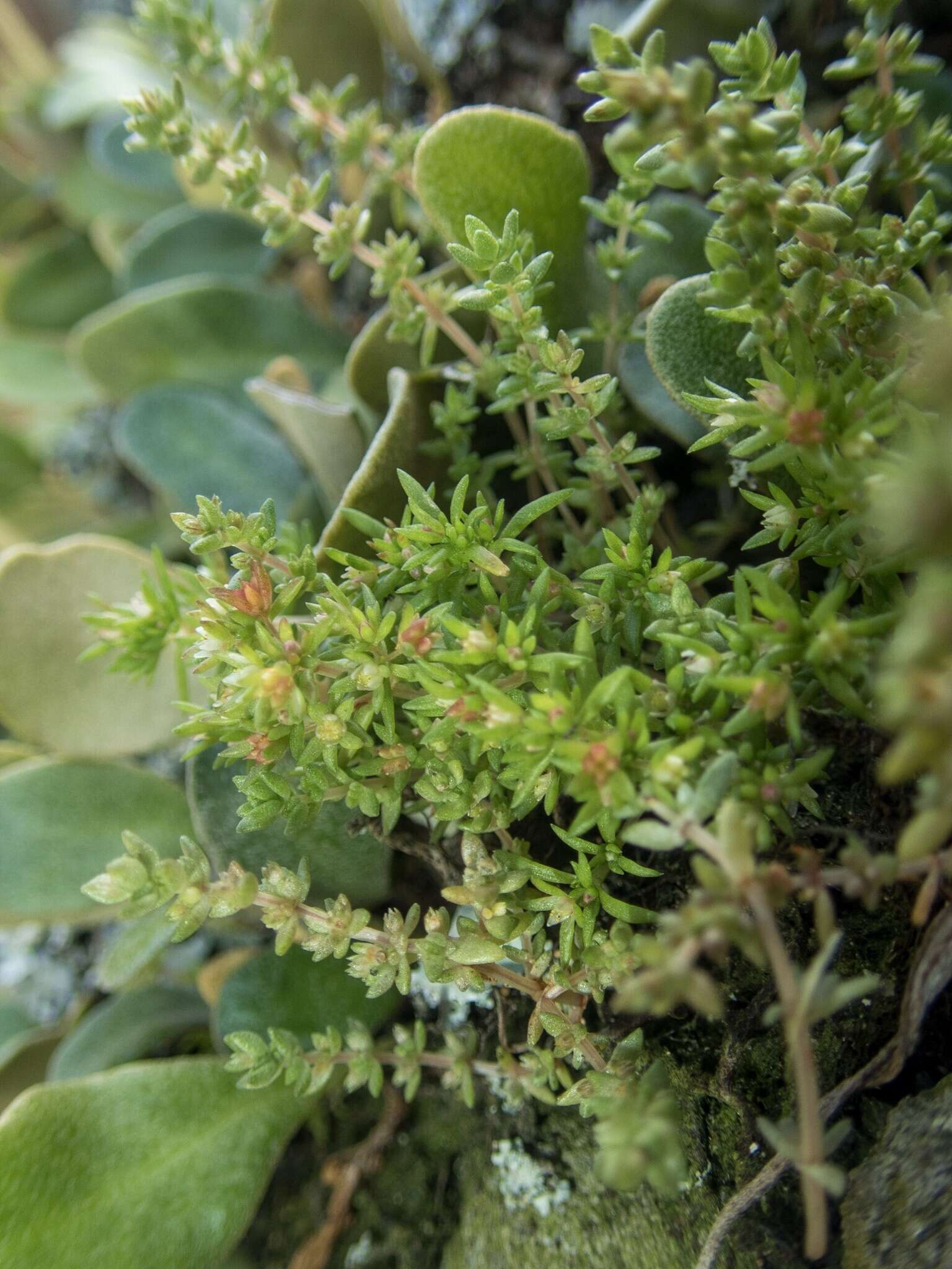 Crassula sieberiana (Schultes & J. H. Schultes) Druce resmi