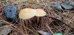 Image of Marasmius strictipes (Peck) Singer 1943