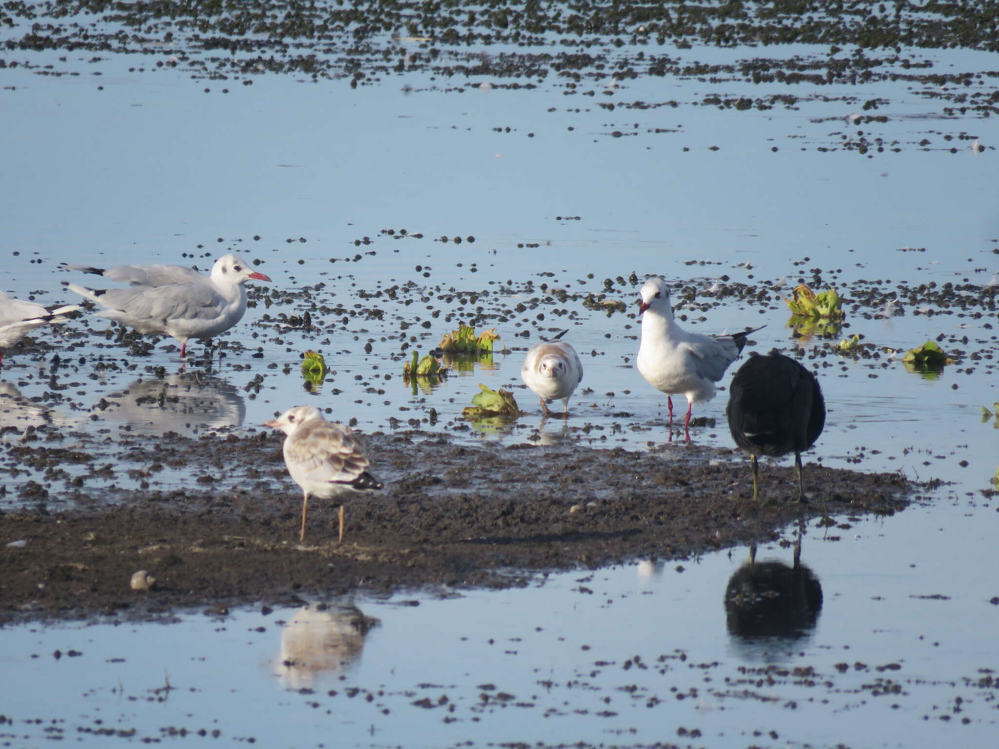 Image de Mouette de Patagonie