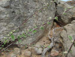 Imagem de Cotoneaster nummularius Fisch. & C. A. Meyer