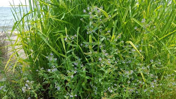 Image of Blue Water-speedwell