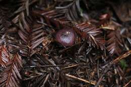 صورة Russula murrillii Burl. 1913