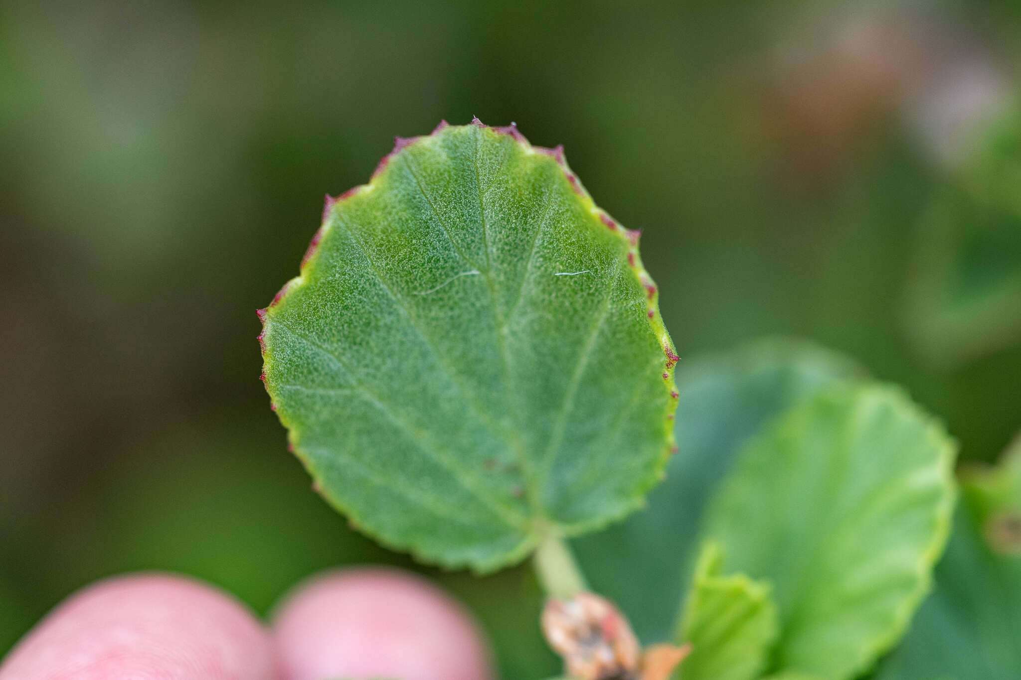 Imagem de Pelargonium betulinum (L.) L'Her.