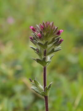 Image of broadleaf glandweed