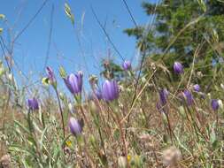 Image of starflower brodiaea