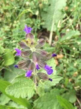 Image of verbena sage