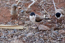 Image of Black-capped Social Weaver