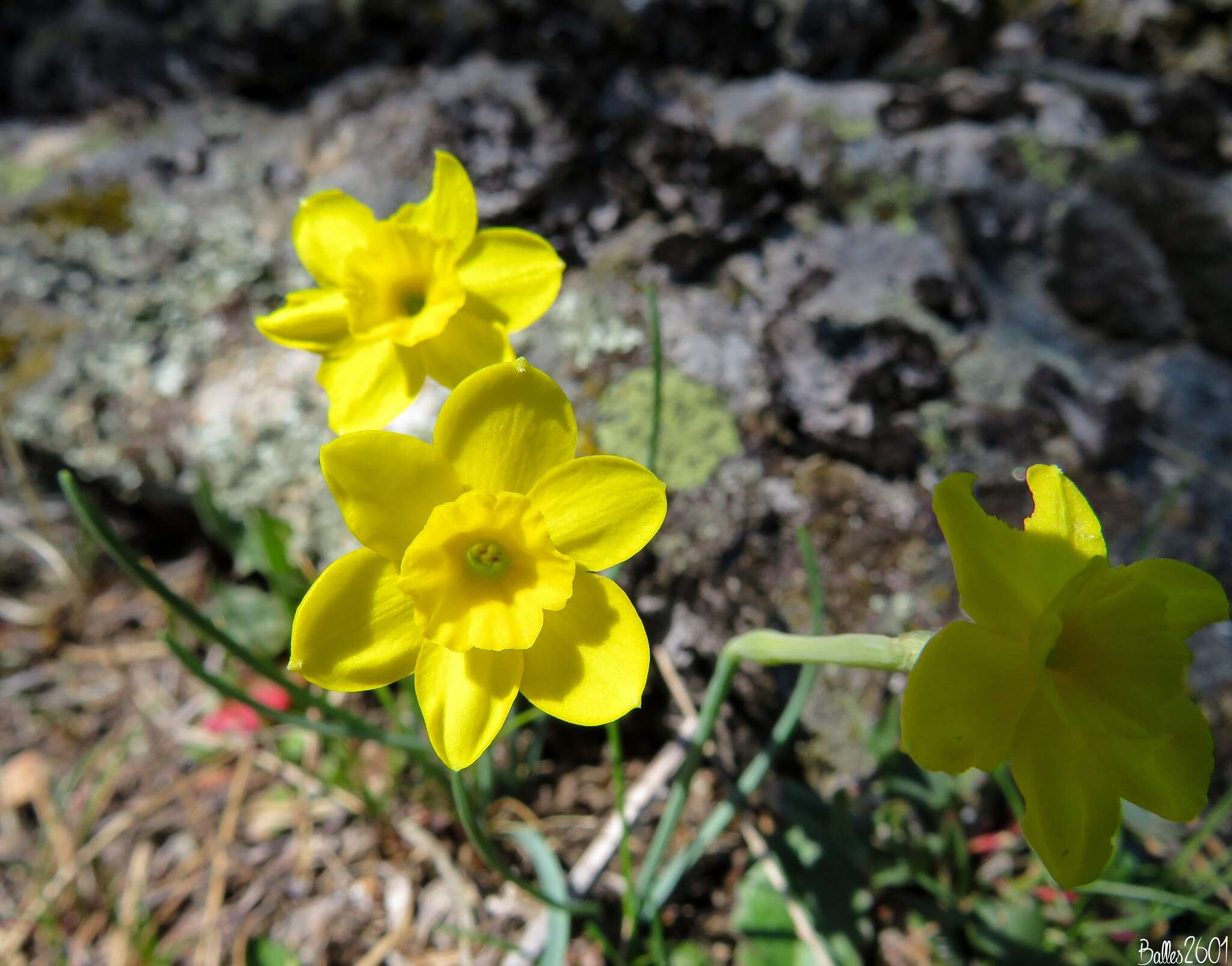 Image of Narcissus rupicola Dufour