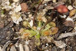 Image of Drosera platystigma Lehm.