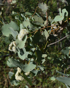 Image of Eucalyptus shirleyi Maiden