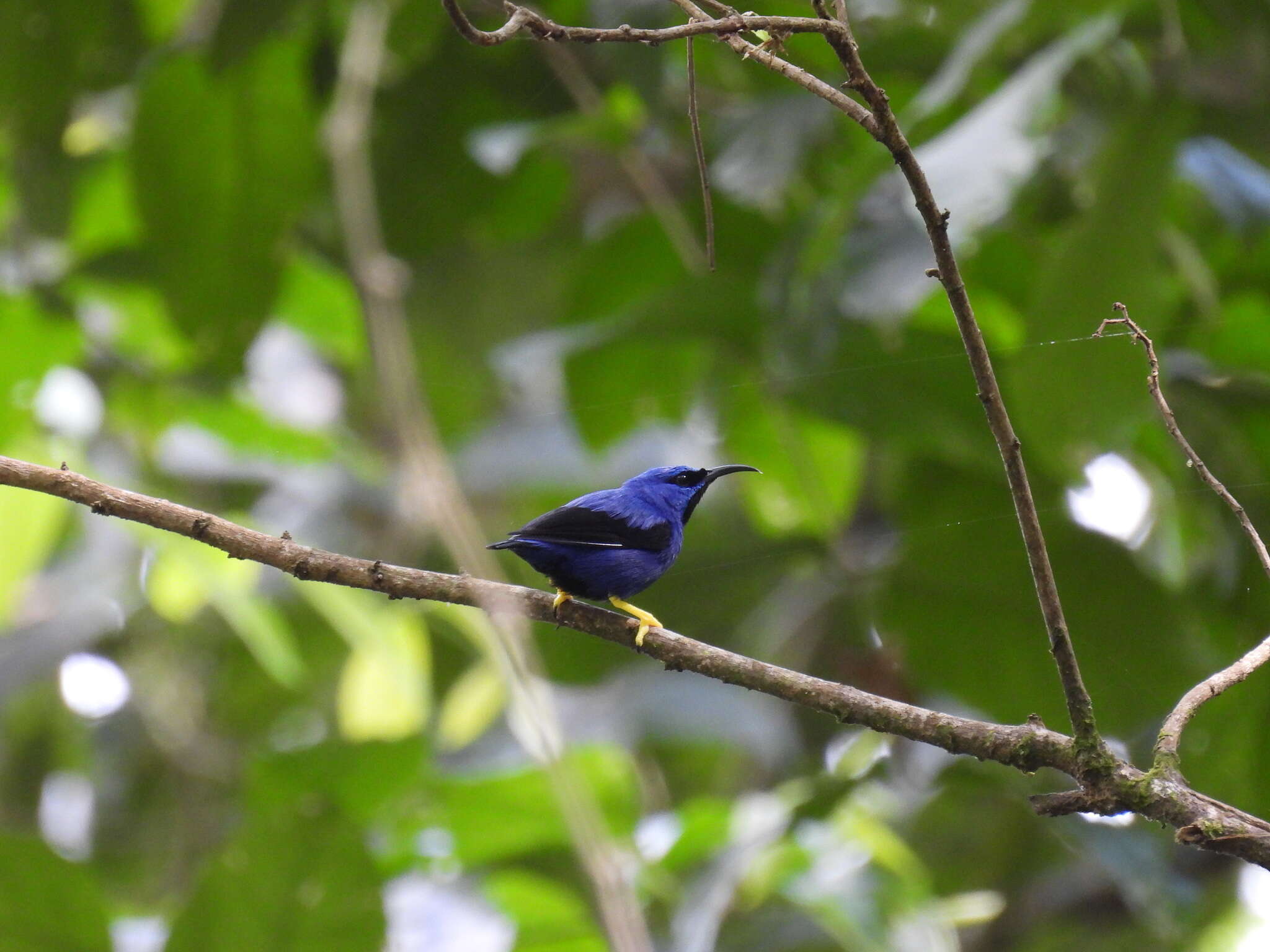 Imagem de Cyanerpes caeruleus (Linnaeus 1758)