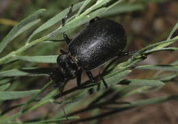 Слика од Calosoma (Caminara) denticolle Gebler 1833