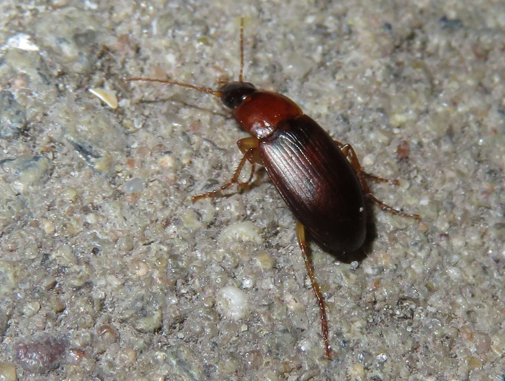 Image de Calathus (Neocalathus) cinctus Motschulsky 1850