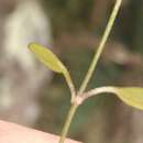 Image of Stellaria decipiens Hook. fil.