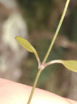 Слика од Stellaria decipiens Hook. fil.