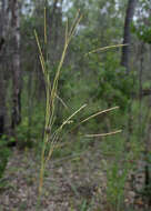 Image of Rottboellia rottboellioides (R. Br.) Druce