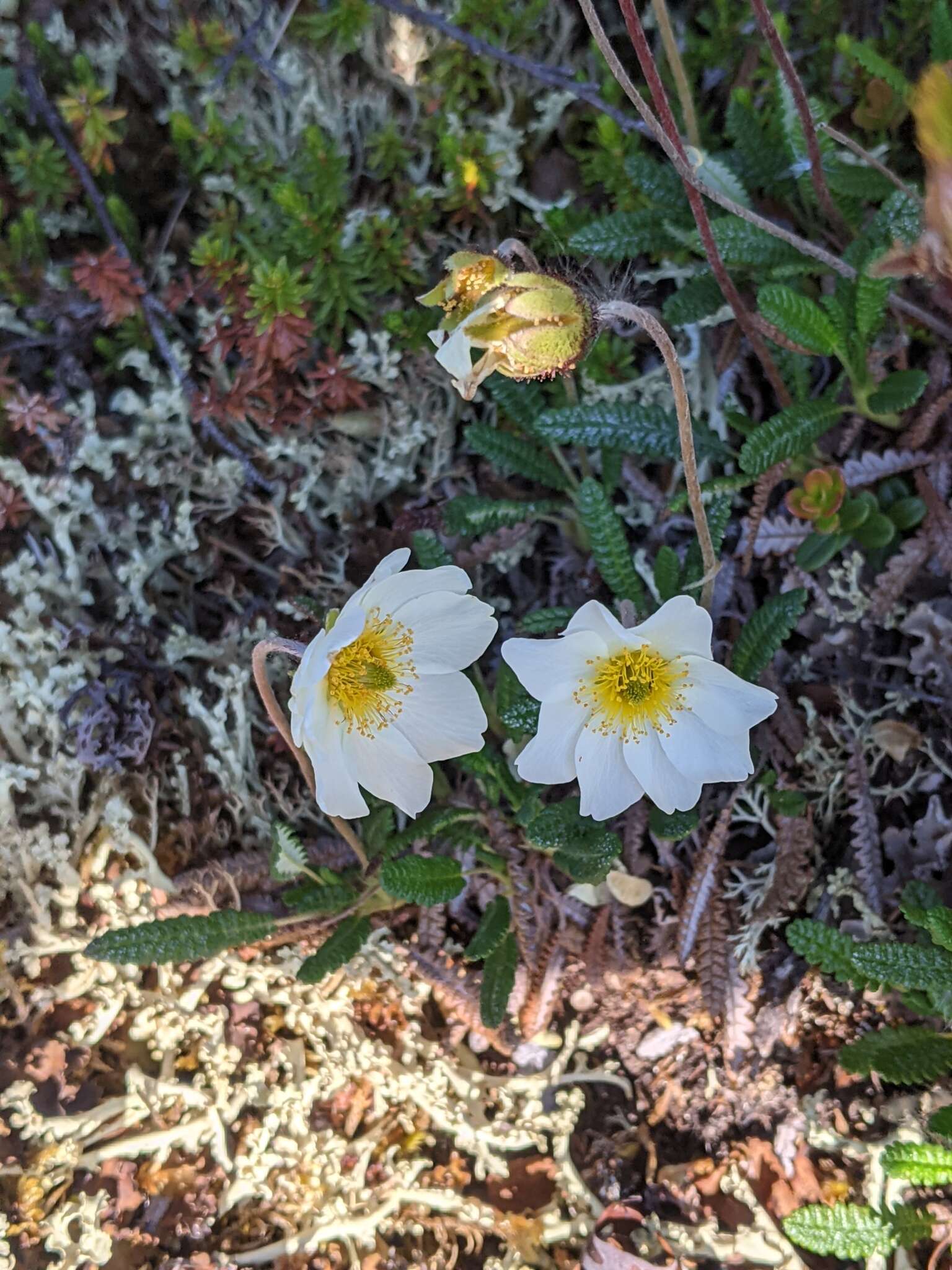 Imagem de Dryas octopetala subsp. alaskensis (A. Pors.) Hult.