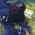 Image of Marine Otter