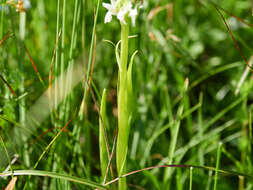 Dactylorhiza incarnata subsp. ochroleuca (Wüstnei ex Boll) P. F. Hunt & Summerh. resmi