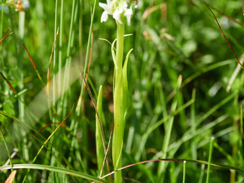 Image de Dactylorhiza incarnata subsp. ochroleuca (Wüstnei ex Boll) P. F. Hunt & Summerh.