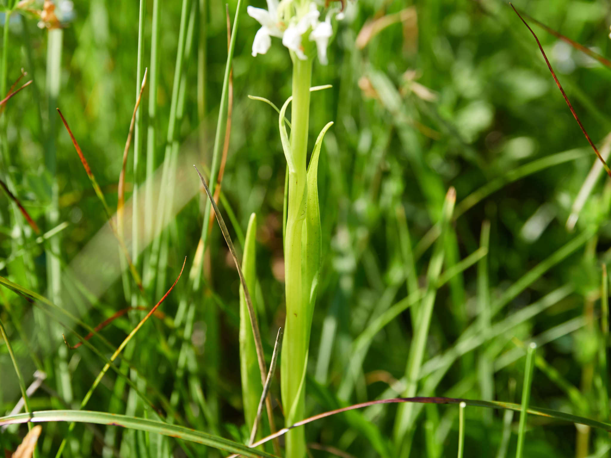 Dactylorhiza incarnata subsp. ochroleuca (Wüstnei ex Boll) P. F. Hunt & Summerh. resmi