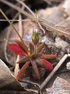 Plancia ëd Androsace elongata subsp. acuta (Greene) G. T. Robbins