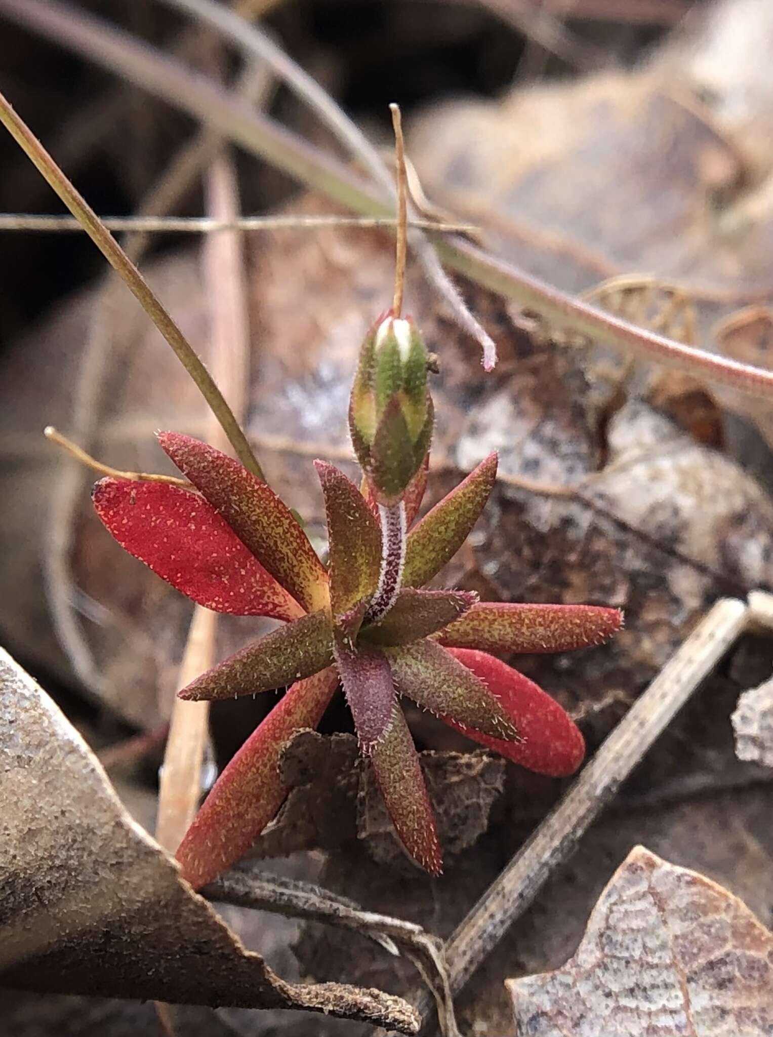 Plancia ëd Androsace elongata subsp. acuta (Greene) G. T. Robbins