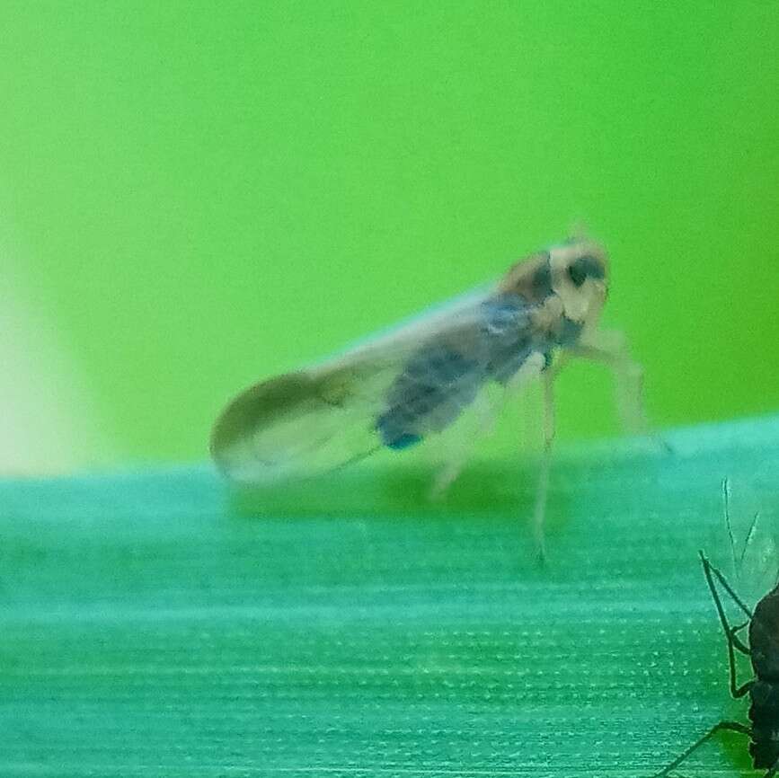 Image of Delphacid planthopper