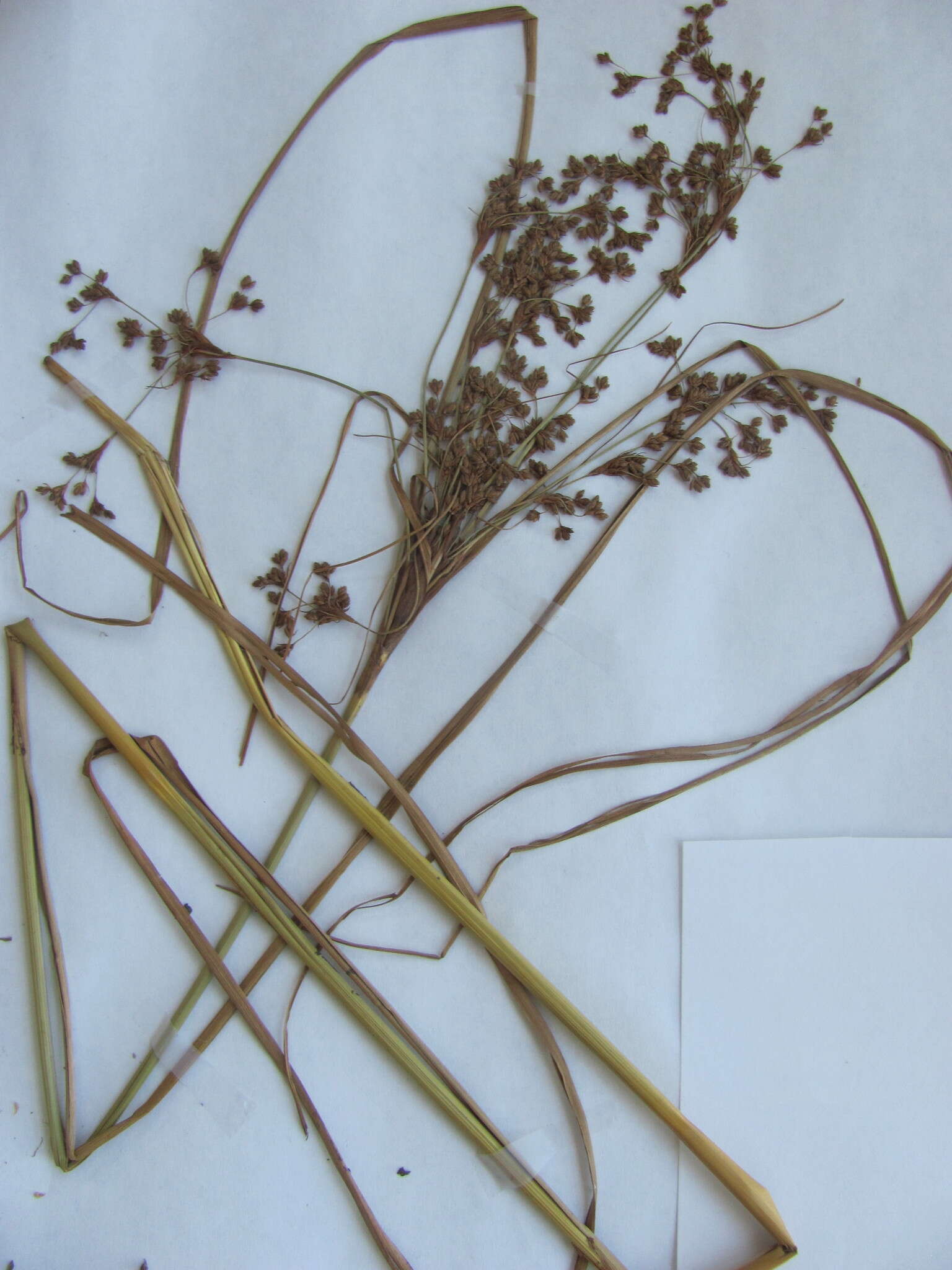 Imagem de Scirpus cyperinus (L.) Kunth