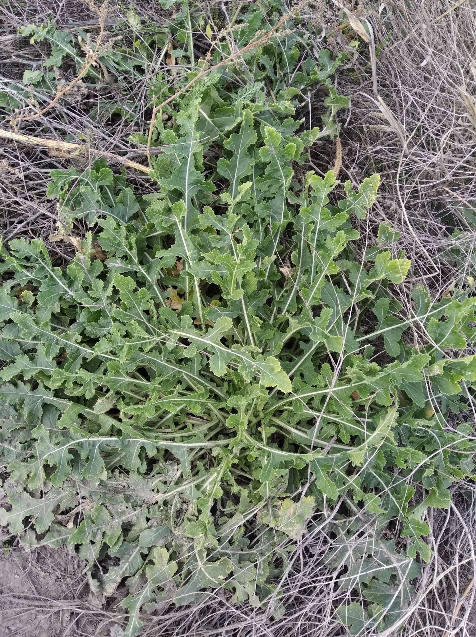 Image of perennial bastardcabbage