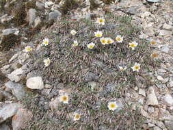 Imagem de Dryas octopetala subsp. punctata (Juz.) Hult.