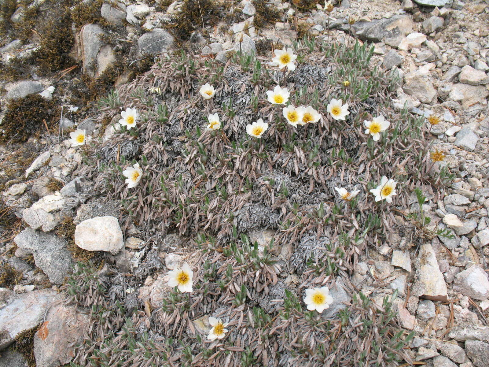 Image of eightpetal mountain-avens