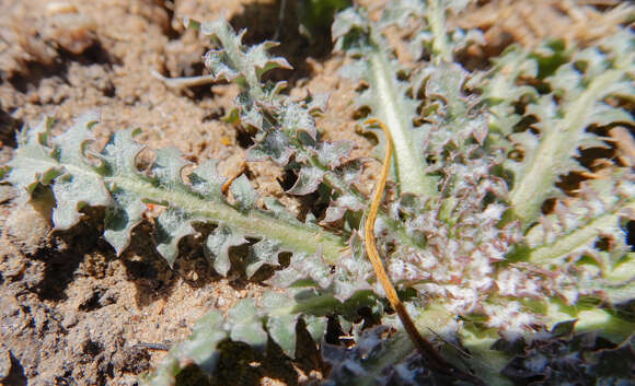 Image of Fendler's desertdandelion