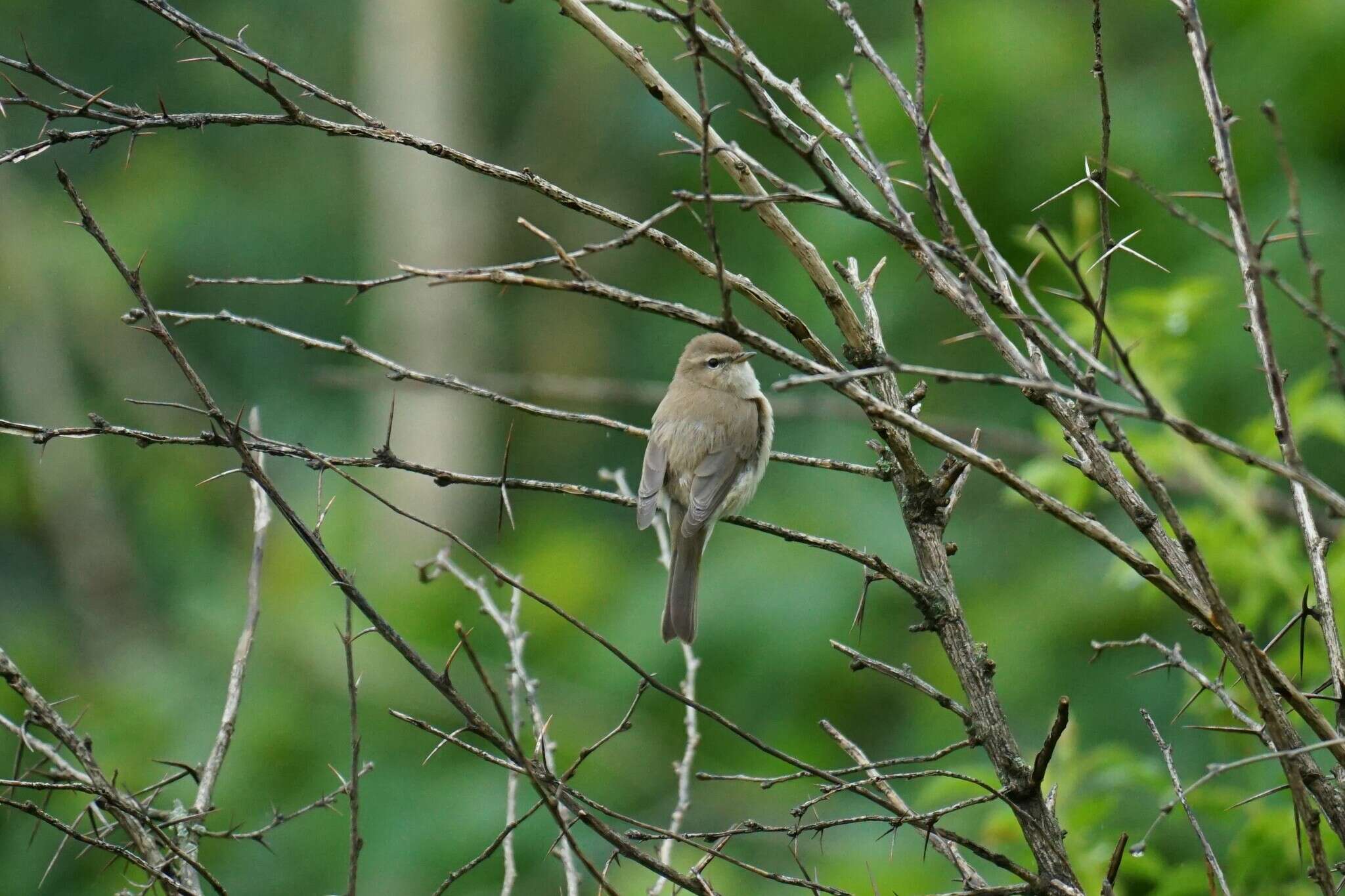 Image of Mountain Chiffchaff