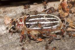 Image of Velvety Tree Ant