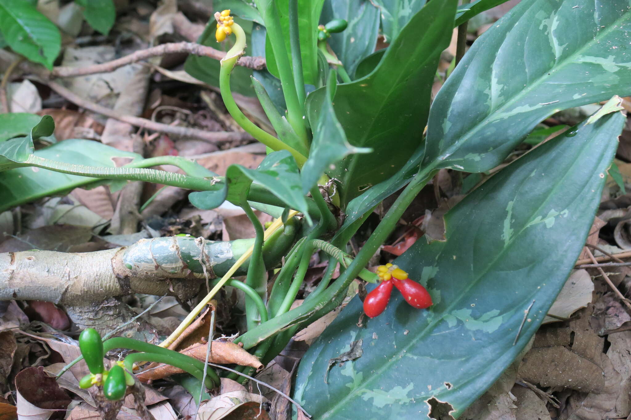 Imagem de Aglaonema commutatum Schott