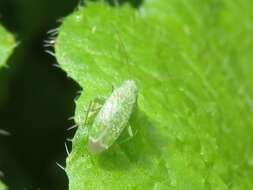 Image of Orthotylus flavosparsus (C. Sahlberg 1841)