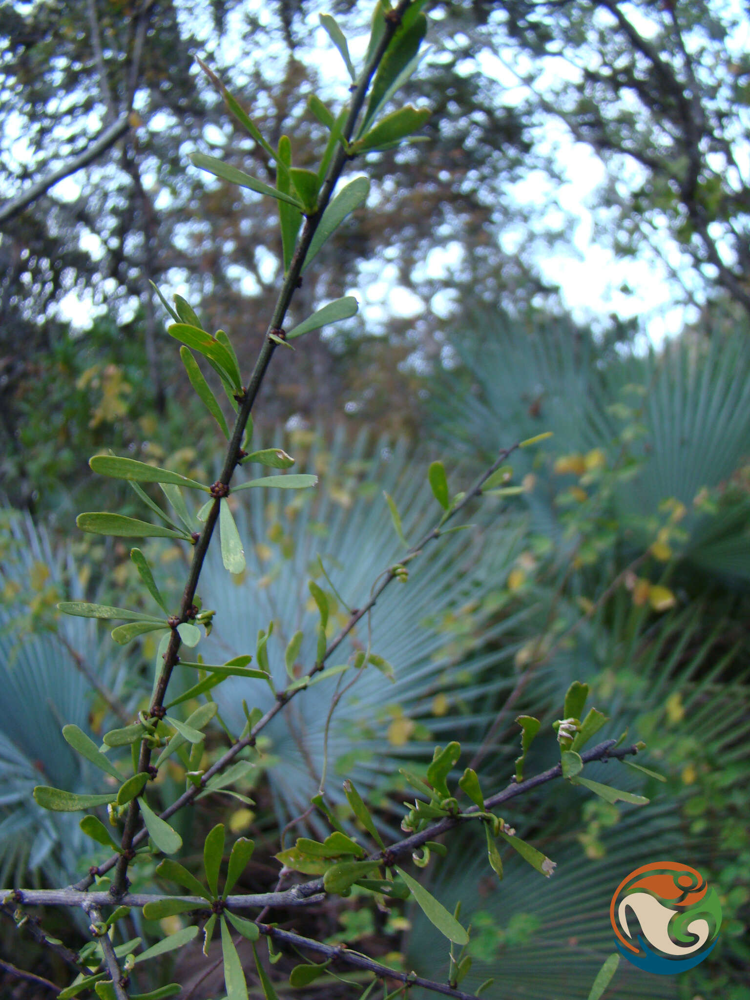 Image of Schaefferia stenophylla Standl.