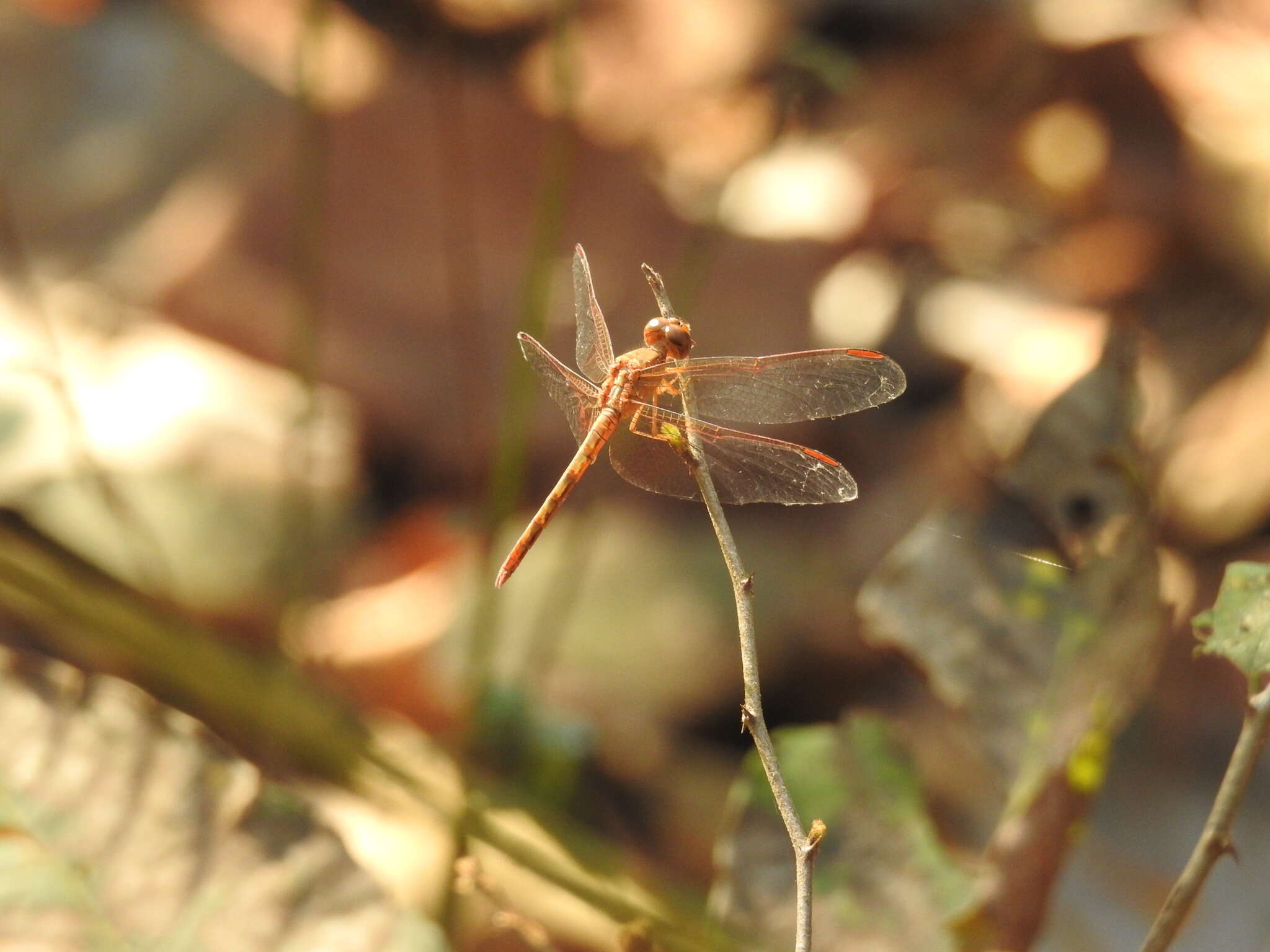 Image of Neurothemis intermedia Rambur 1842