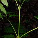 Sivun Matayba oppositifolia (A. Rich.) Britton kuva