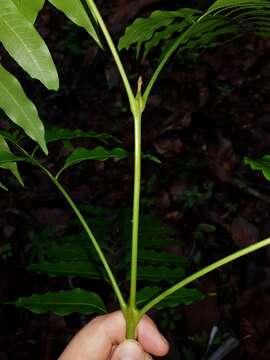 Sivun Matayba oppositifolia (A. Rich.) Britton kuva